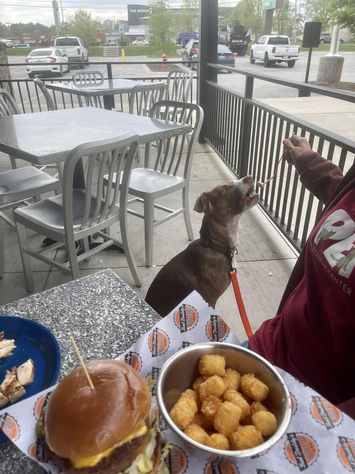 Bad Daddy's Burger Bar Chattanooga restaurant view 6