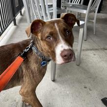 Bad Daddy's Burger Bar Chattanooga restaurant view 7