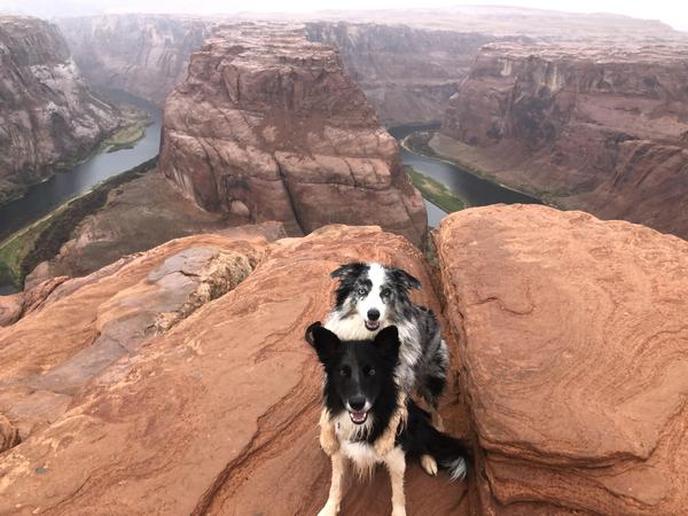 collies fronterizos Las mejores razas de perros para nuevos dueños de mascotas - collies fronterizos