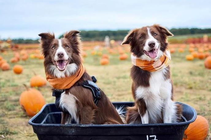 collies fronterizos Las mejores razas de perros para nuevos dueños de mascotas - collies fronterizos