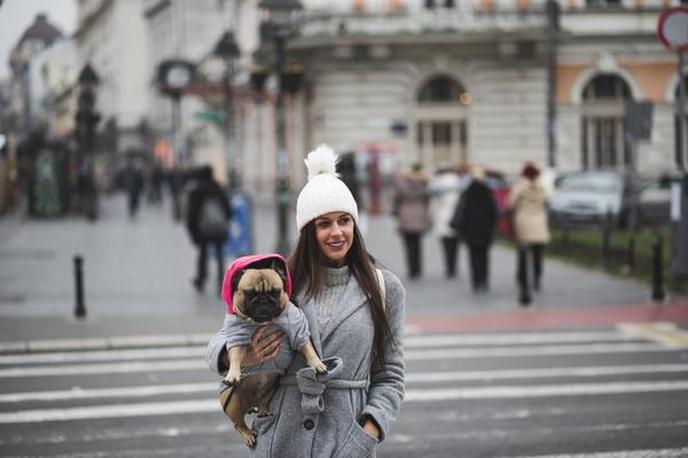 Las mejores razas de perros para nuevos dueños de mascotas