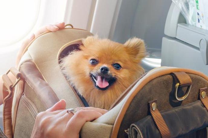 Pomerania Pomerania