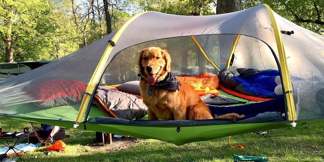 Pups Gone Camping: 6 Pet-Friendly Campervan Rental Companies