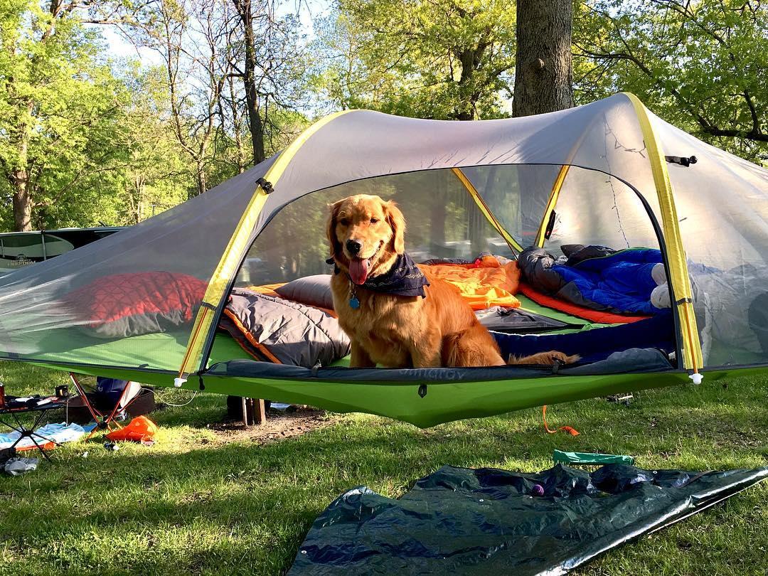 Best dog friendly store campsites