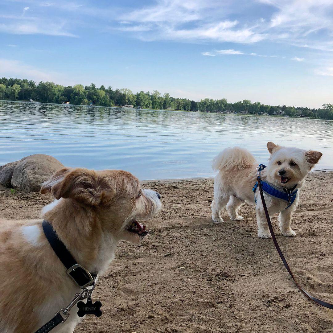 The Most Dog Friendly Campground in Every State BringFido