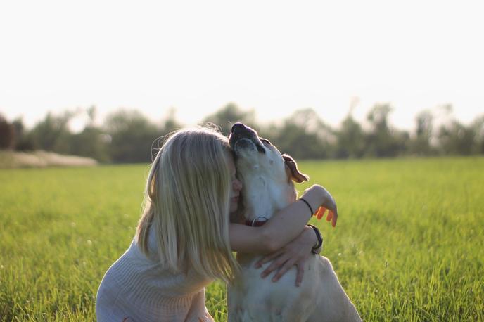 perros perdigueros de labrador Las mejores razas de perros para nuevos dueños de mascotas - perros perdigueros de labrador