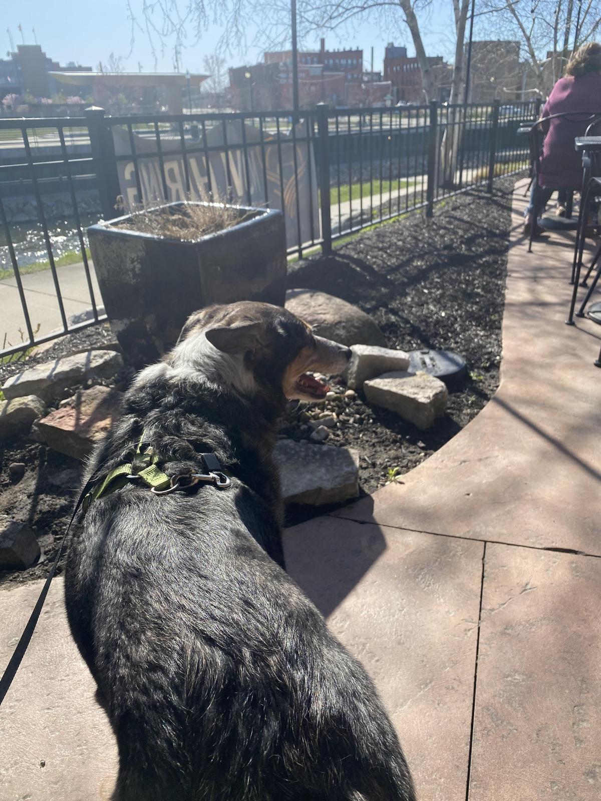 Brass Elk Brewing restaurant view 3