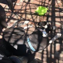 Contessa's Cantina restaurant view 1