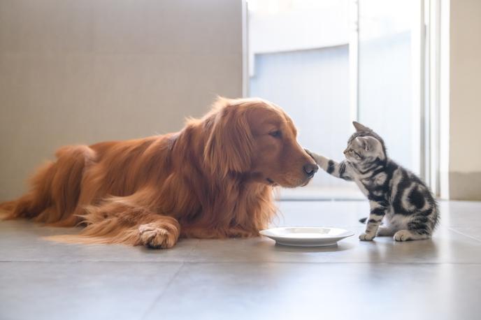 Perros conociendo gatos Introducción a una nueva mascota a la familia - Perros conociendo gatos