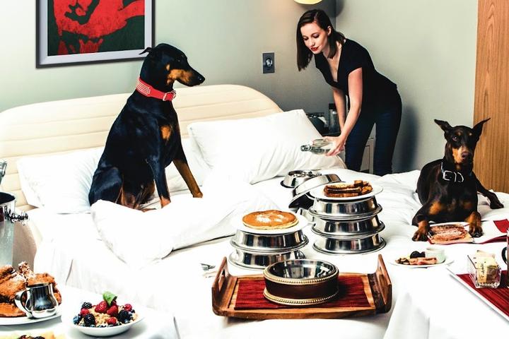 Two Dobermans enjoy a stay at a pet-friendly Virgin Hotel.