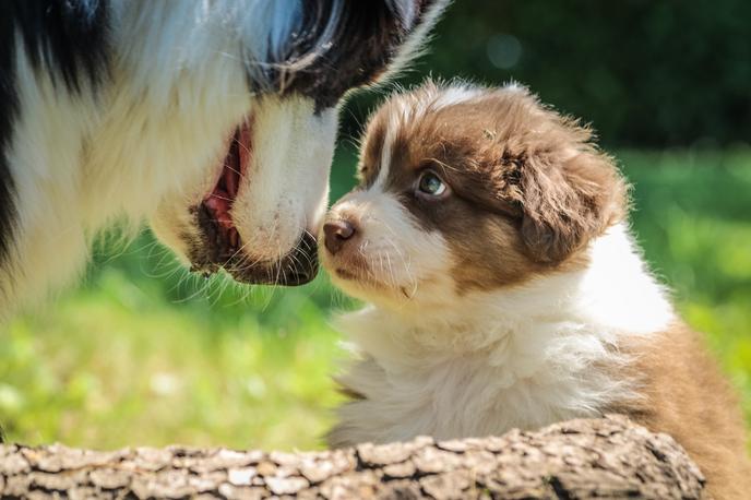 Presentar una nueva mascota a su familia Presentar una nueva mascota a su familia
