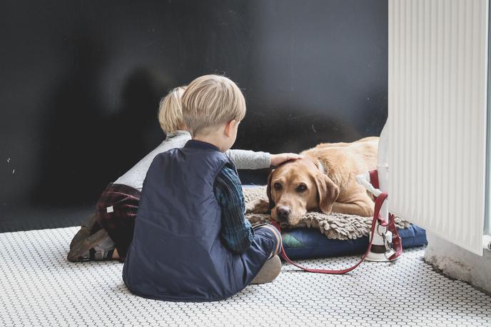perros conociendo niños Introducción a una nueva mascota a la familia - perros conociendo niños