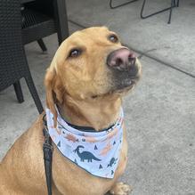 Shaw's Patio Bar & Grill restaurant view 1