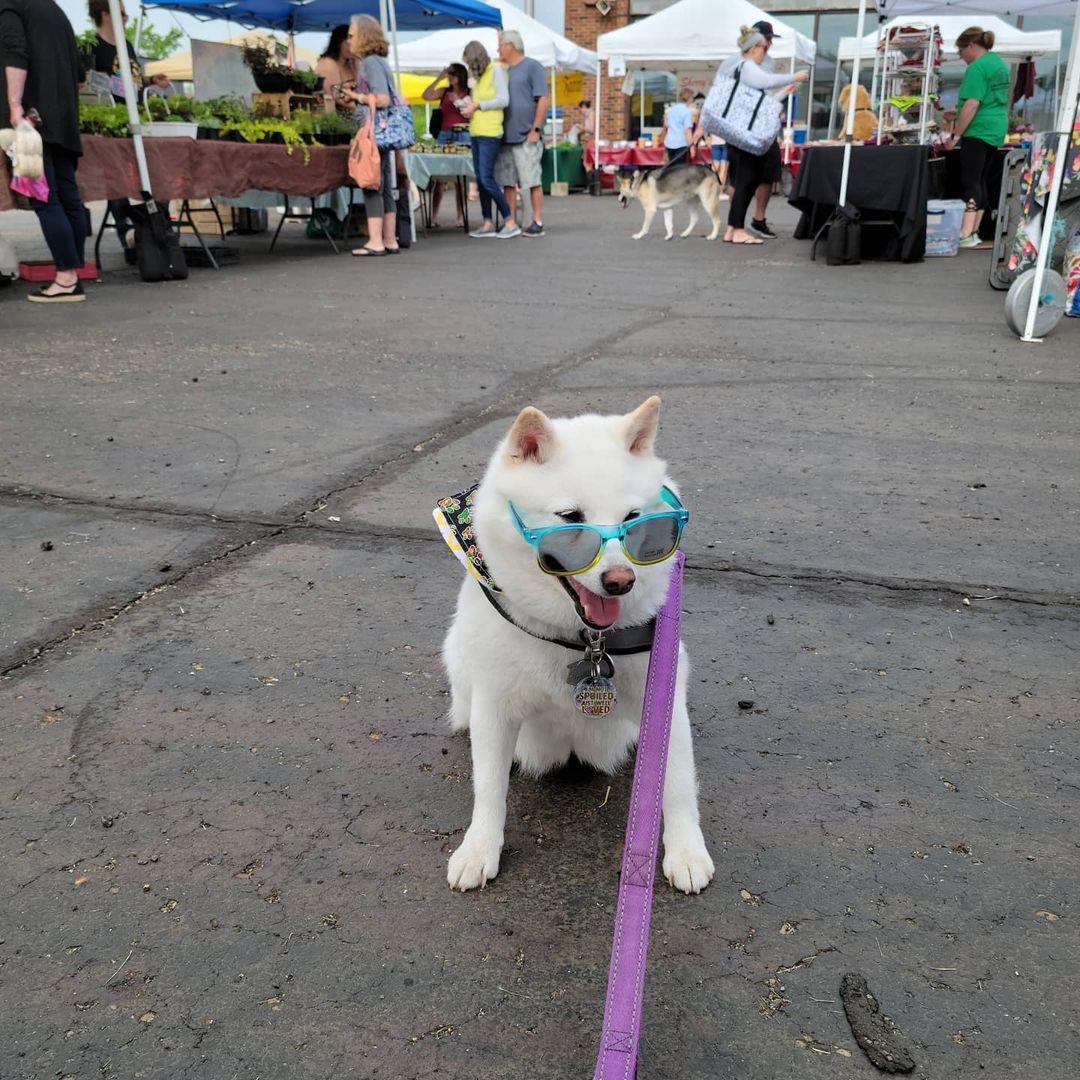 Dog Friendly Farmers Markets BringFido