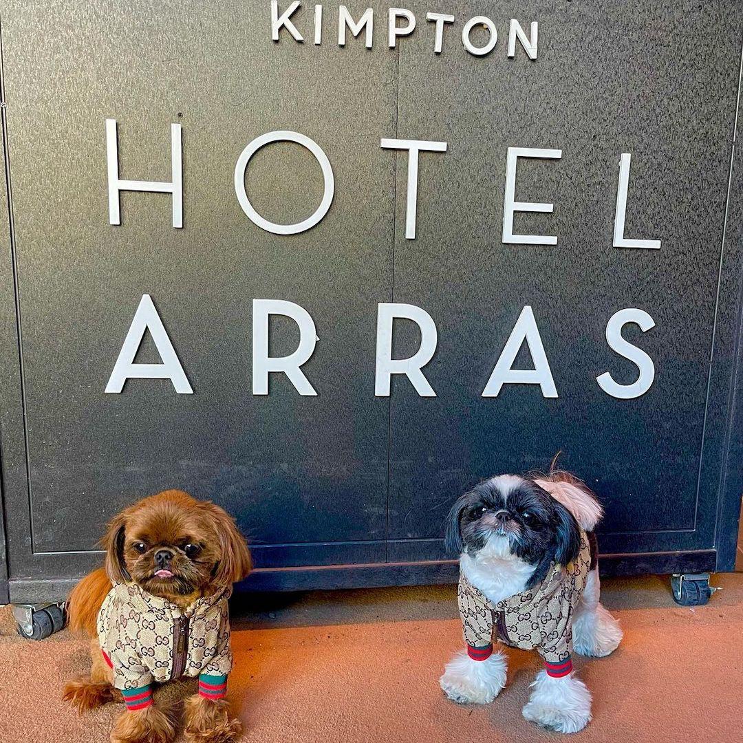 Top Dog-Friendly Hotel Chains of 2022 - BringFido