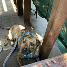 Dogfish Head Brewings & Eats restaurant view 5