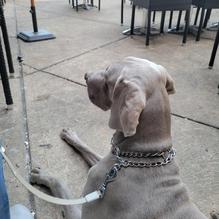 Iron Horse York restaurant view 1