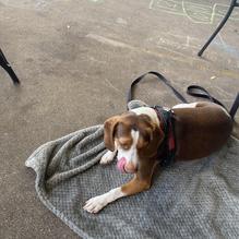 The Highlander Public House restaurant view 3