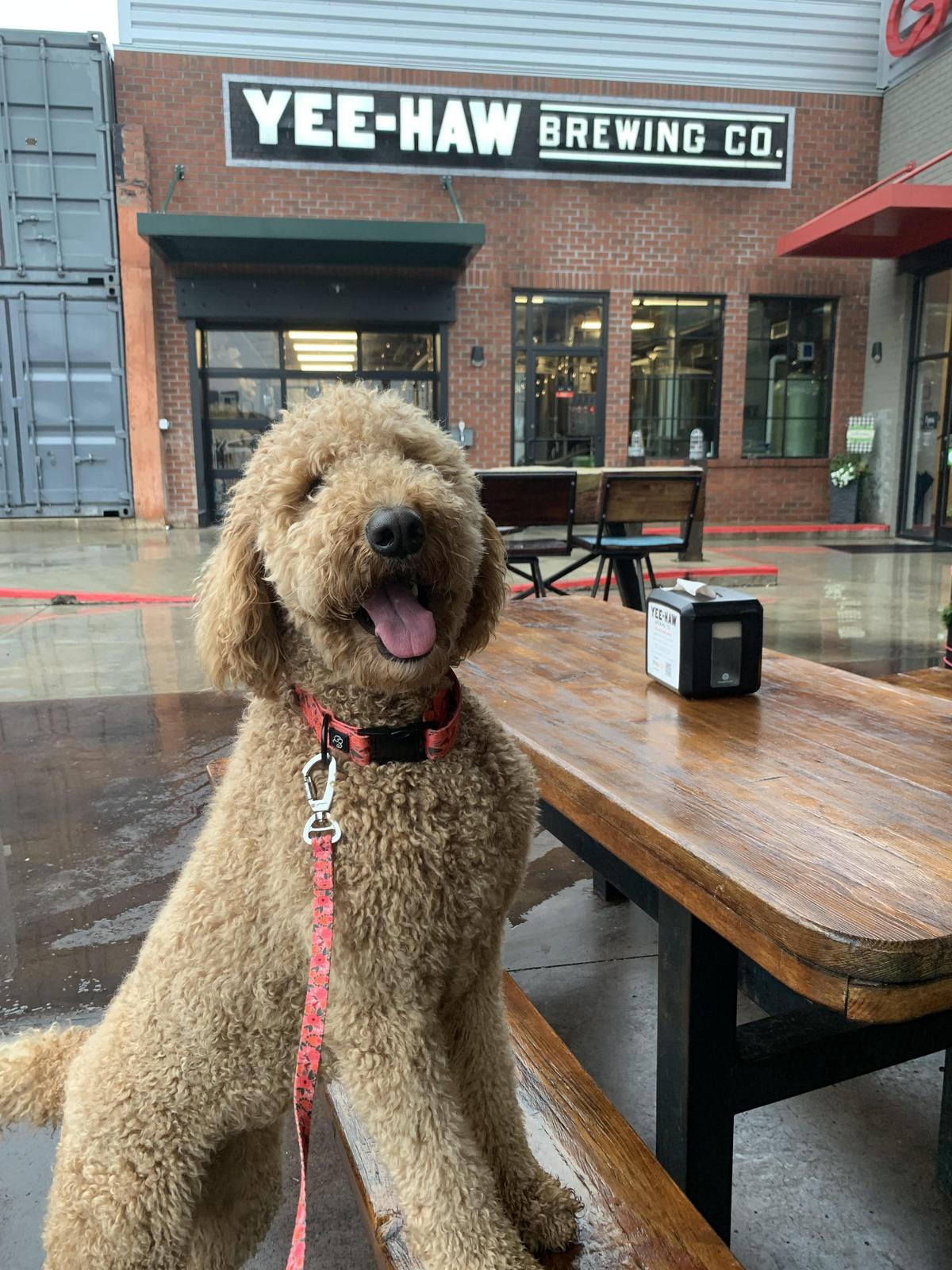 Yee-Haw Brewing Company restaurant view 2