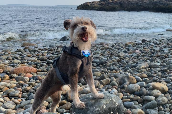 A dog stands on a rocky beach in dog-friendly Acadia National Park.