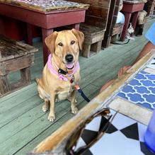 The Port a Beach Lodge Restaurant restaurant view 1