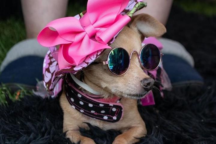 A dog in a hat and dress at pet-friendly puppy prom.