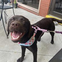 Skinny Pancake restaurant view 1