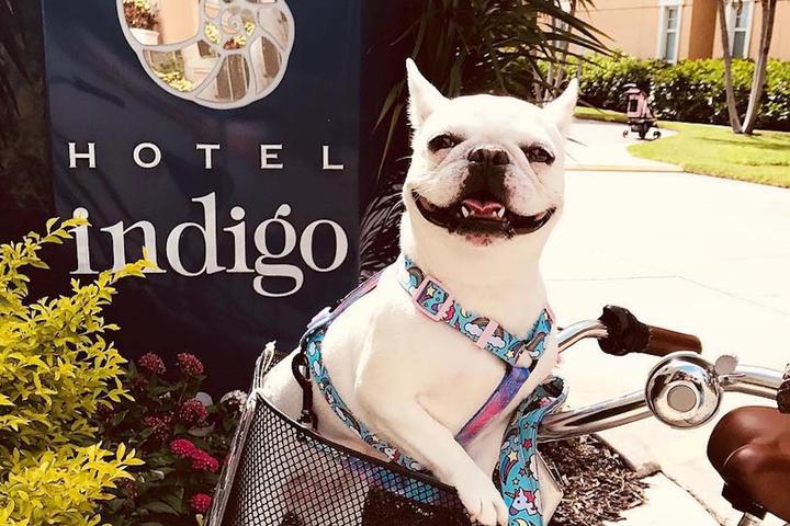 Can I bring my dog to Hotel Indigo?