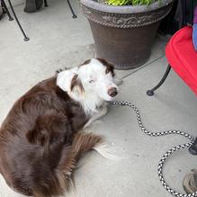 The Noble Pig restaurant view 4