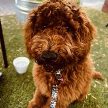 Colton's Social House restaurant view 10