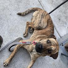 Rustic Fire restaurant view 1