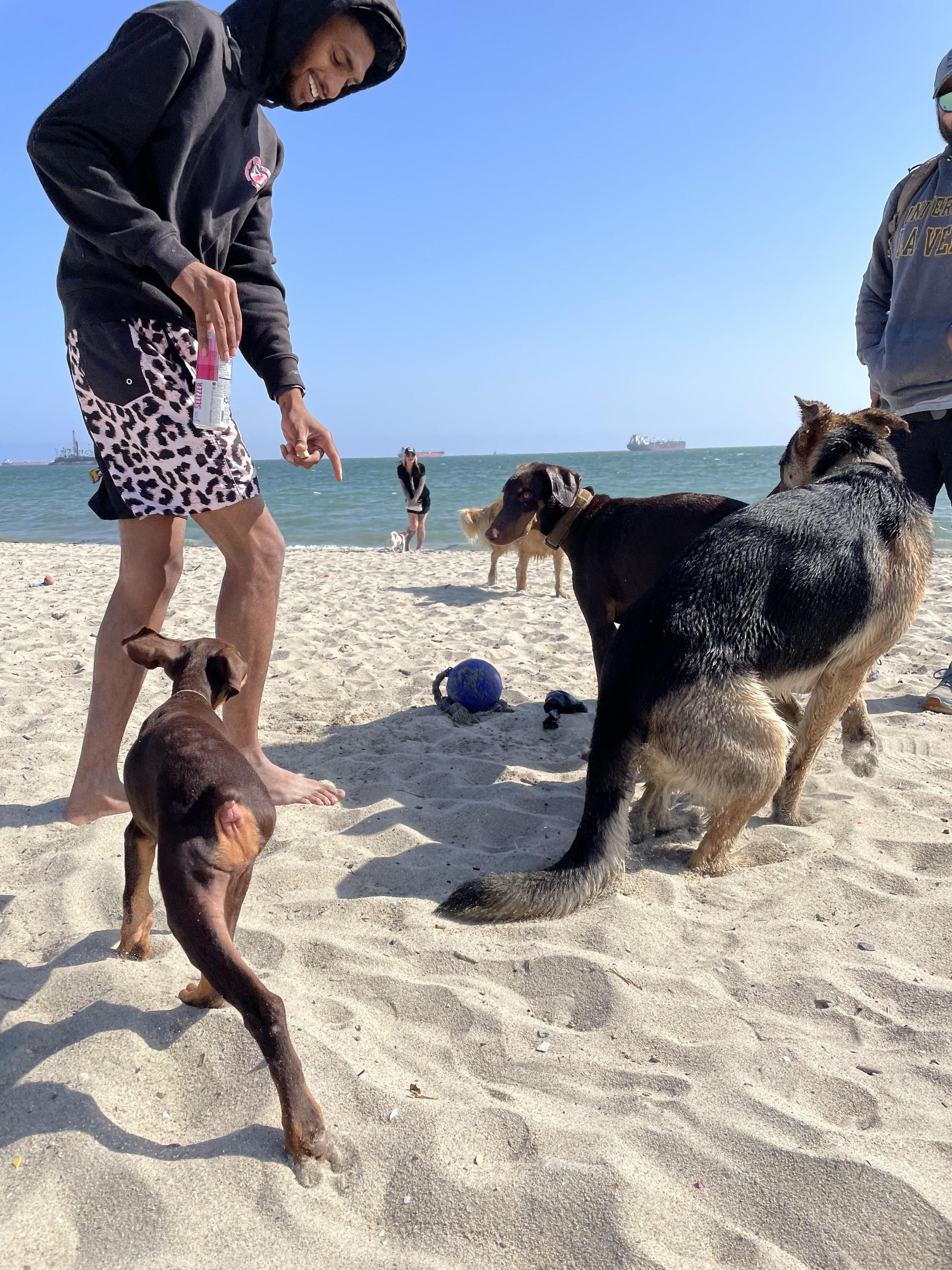 Beach day ⋆ BringFido