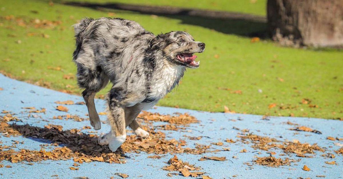 Best Dog Park in Every State