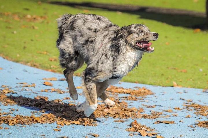 A dog runs at a dog park in Pennsylvania