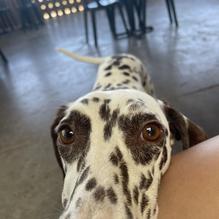 Tia Juana's Mexican Grille & Cantina restaurant view 1