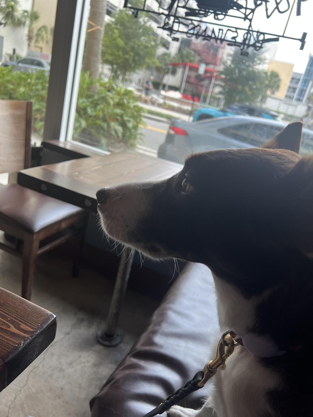Ginger Beard Coffee restaurant view 2