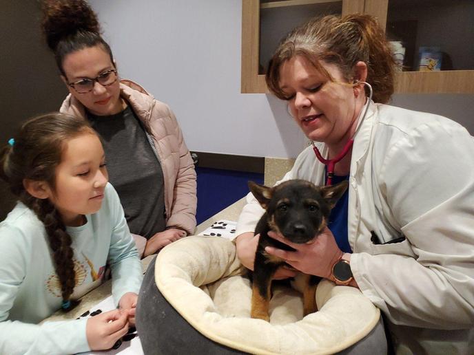 Get a pre-trip checkup from your dogs vet before travel. Bring Your Dog to the Vet before travel.
