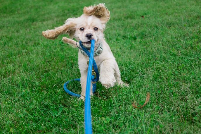 Teach your new puppy to be good in public Puppy chewing on leash in grassy field.