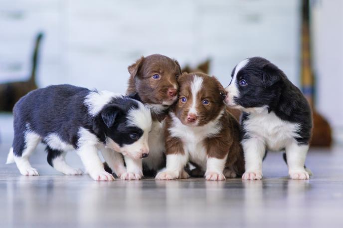 New Puppy Training at Home Training Your Dog for Travel