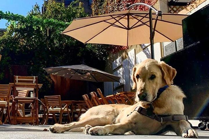 The Most Dog-Friendly Restaurant in America