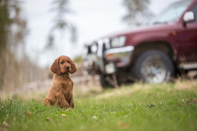 Training Your New Puppy for the Car Teach your dog to be ready for pet-friendly travel.
