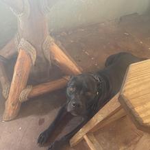 Tommaso's Italian Grill and Seafood Market restaurant view 1