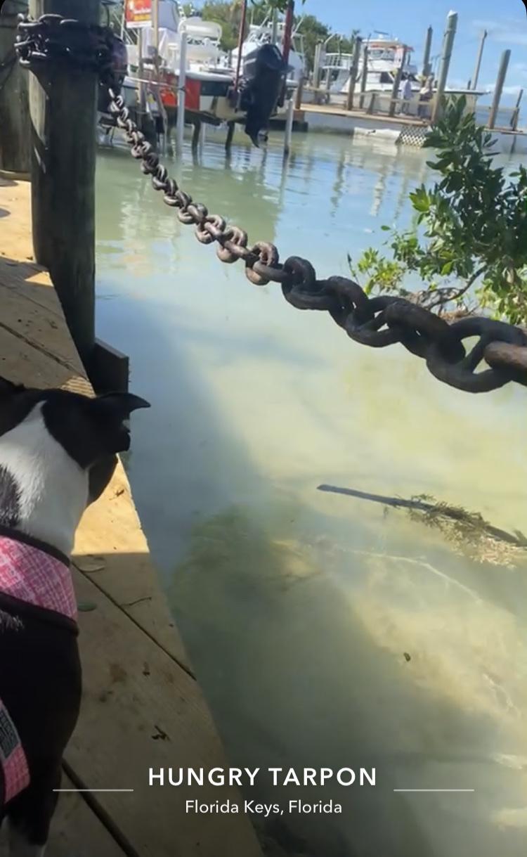 Hungry Tarpon restaurant view 2