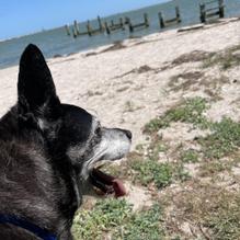 Pier 99 Restaurant restaurant view 6