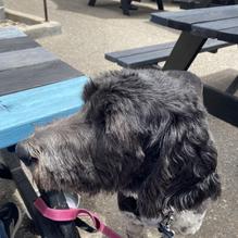 ManRock Brewing Company restaurant view 1