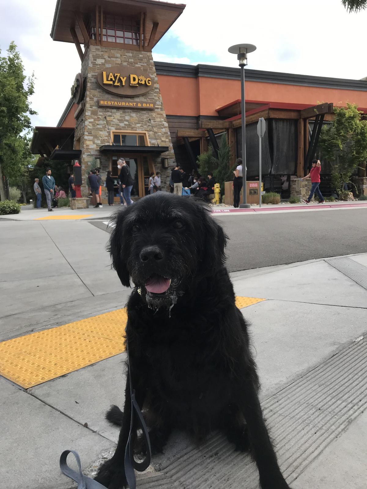 Lazy Dog Restaurant & Bar restaurant view 1