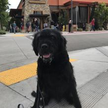 Lazy Dog Restaurant & Bar restaurant view 1