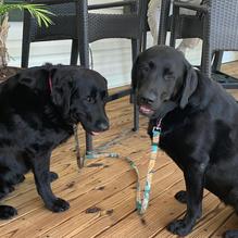 Grapevine Farms restaurant view 2