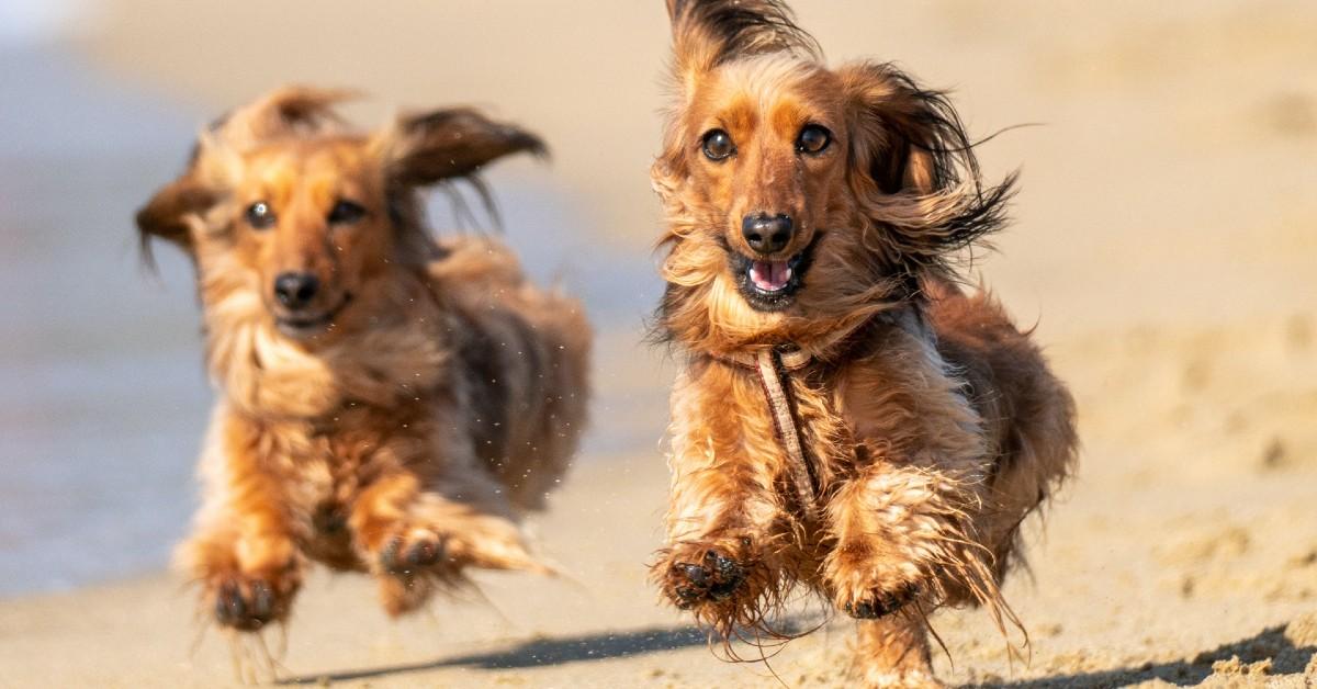 Two dogs running on the beach in summer.