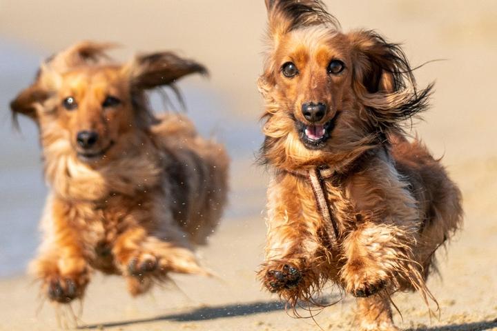 Two dogs running on the beach in summer.